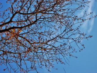A tree's branches.